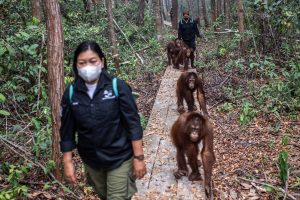 火災からオランウータン守れ