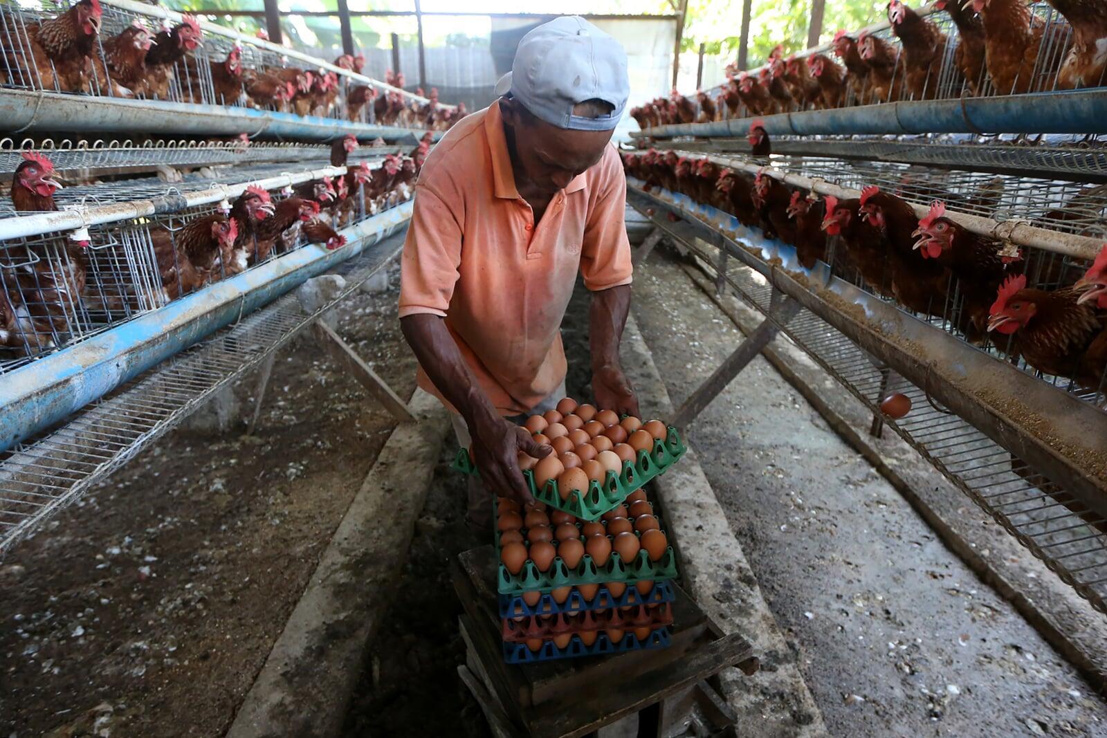 アチェ洪水で、鶏卵が値上がり
